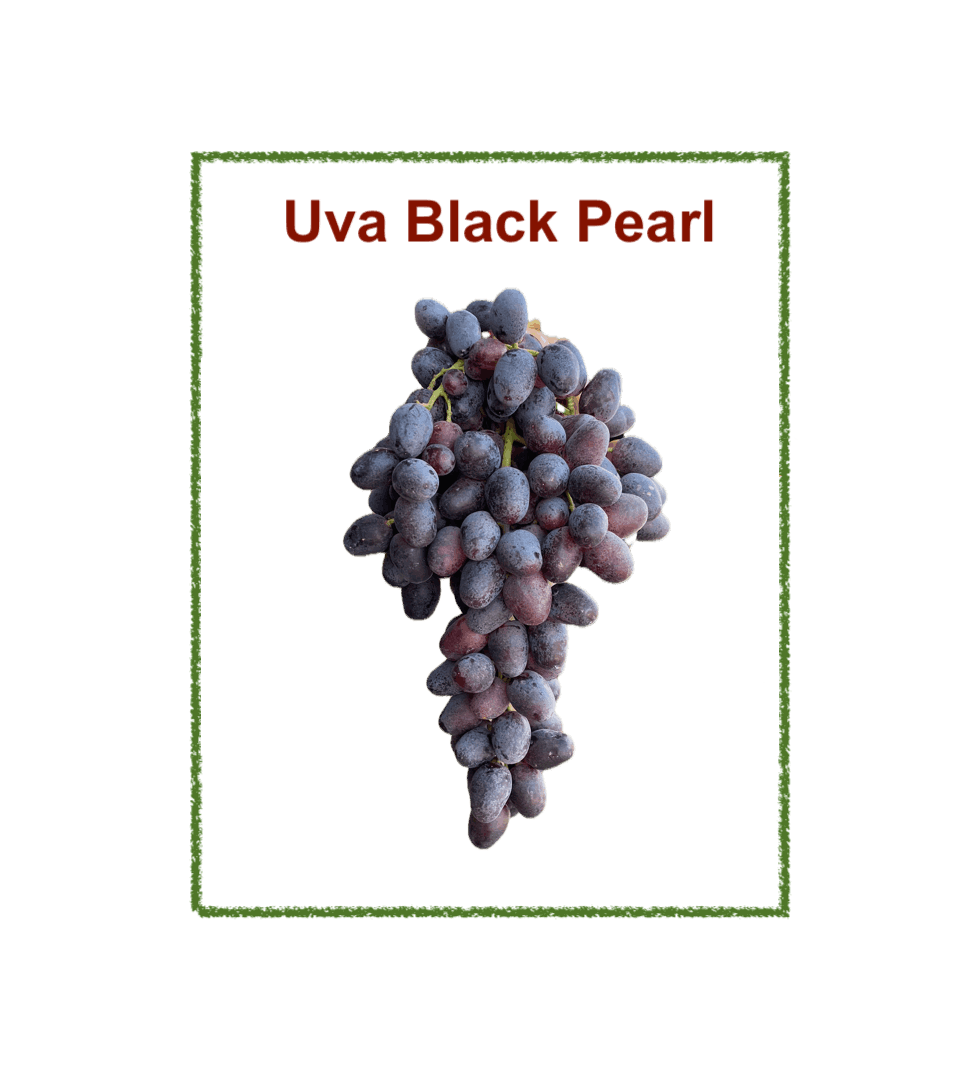 Uva Black Perl